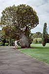 New South Wales    -    Onsdag d. 7 februar\n\nSdant et "bottle tree" vil Carsten ogs have i sin have engang - sammen med adskillige palmearter !!
