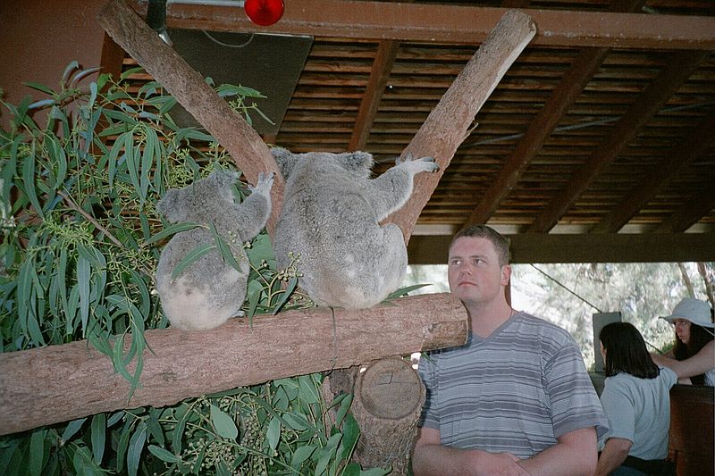 New South Wales    -    Torsdag d. 8 februar\n\nS kom Carsten ind til koalaerne for alvor. Lg mrke til hvordan han m holde sig selv i hnden for ikke at snuppe en og kramme den vildt.