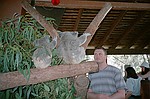 New South Wales    -    Torsdag d. 8 februar\n\nS kom Carsten ind til koalaerne for alvor. Lg mrke til hvordan han m holde sig selv i hnden for ikke at snuppe en og kramme den vildt.