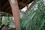 New South Wales    -    Torsdag d. 8 februar\n\nCarsten sku ta et billede af Helle og koalaerne - man kan vist godt se hvad han syntes var det vigtiste !