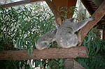 New South Wales    -    Torsdag d. 8 februar\n\nKoalabarn og koalamor.