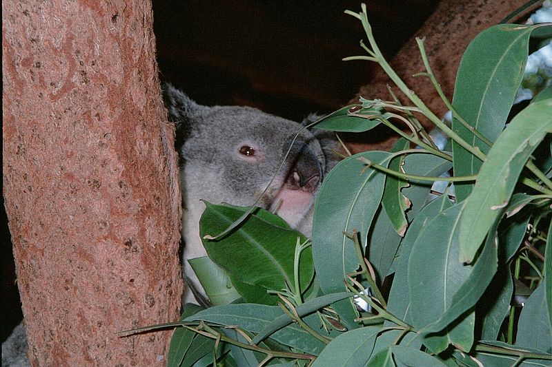 New South Wales    -    Torsdag d. 8 februar\n\nEr jeg ikke nuttet ?