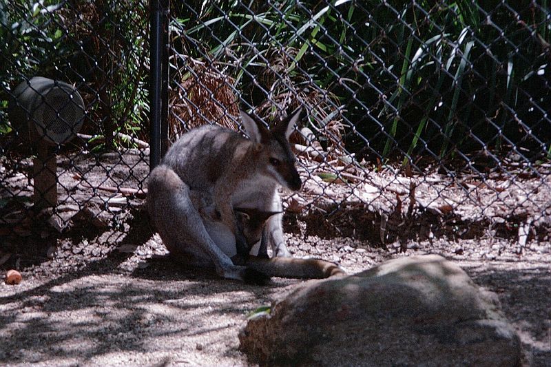 New South Wales    -    Torsdag d. 8 februar\n\nKngurumor og barn.