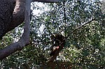 New South Wales    -    Torsdag d. 8 februar\n\nDen kan ogs klatre i trer.