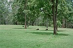 New South Wales    -    Mandag d. 12 februar\n\n"Vilde" knguruer i nationalparken. De var nu ret tamme nr det kom til stykket.