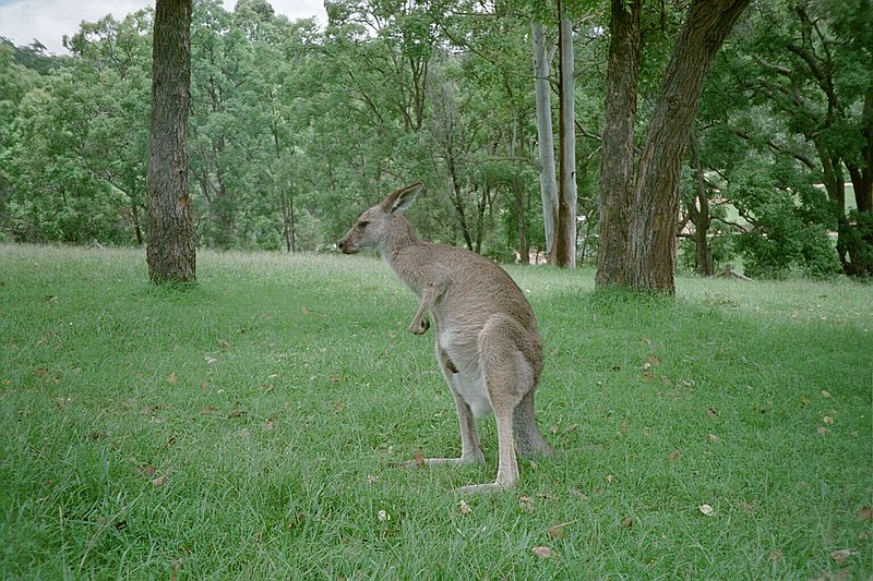 New South Wales    -    Mandag d. 12 februar\n\n"Jeg kan ogs st op !"