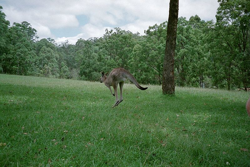 New South Wales    -    Mandag d. 12 februar\n\nTil sidst lykkedes det os at skrmme den s meget, at den lb sin vej.