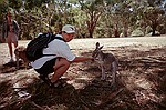 South Australia    -    Fredag d. 16 februar\n\nDenne her var ret ivrig. Lg mrke til hvordan den holder fast om hnden.