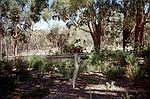 South Australia    -    Fredag d. 16 februar\n\nHer var der nok 100 papegjer lige ved indgangen til Cleland Wildlife Park.