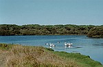 South Australia    -    Lrdag d. 17 februar\n\nFlere pelikaner