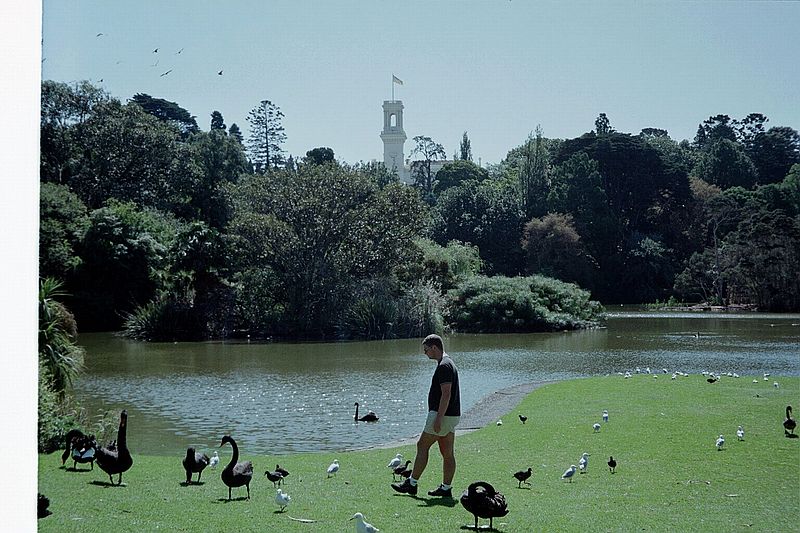 Victoria    -    Torsdag d. 22 februar\n\nCarsten blandt arrige svaner i Botanisk have, Melbourne.
