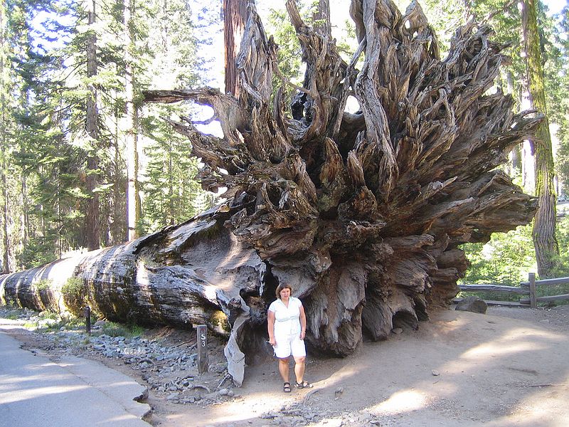 Mariposa Grove, Yosemite Nationalpark