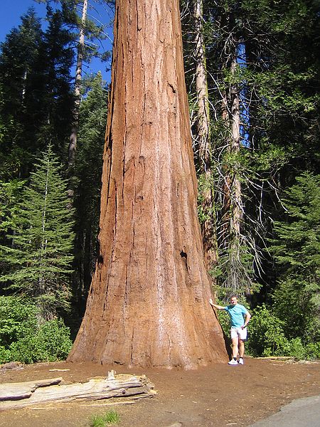 Mariposa Grove, Yosemite Nationalpark. Her gror nogle af verdens hjeste og strste trer.