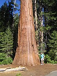 Mariposa Grove, Yosemite Nationalpark. Her gror nogle af verdens hjeste og strste trer.