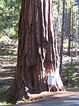 Mariposa Grove, Yosemite Nationalpark