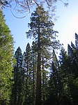 Mariposa Grove, Yosemite Nationalpark