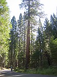 Mariposa Grove, Yosemite Nationalpark