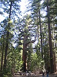 Grizzly oak, Mariposa Grove, Yosemite Nationalpark