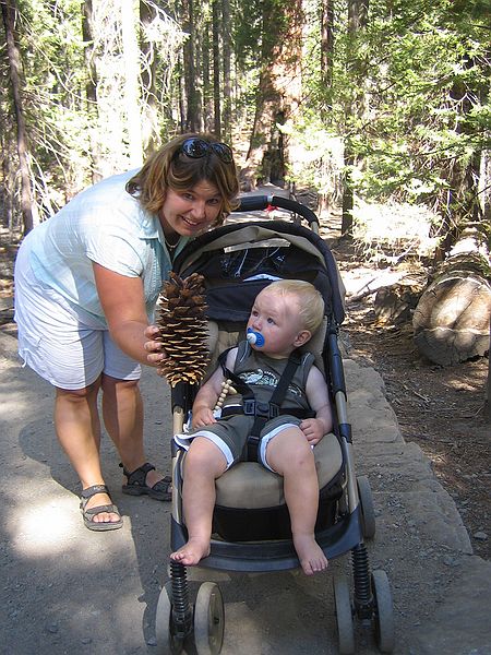 Her kan man hurtigt samle kogler til en juledekoration, Mariposa Grove, Yosemite Nationalpark