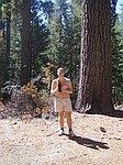 Mariposa Grove, Yosemite Nationalpark