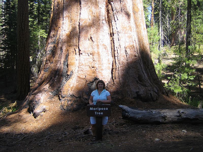 Mariposa Grove, Yosemite Nationalpark