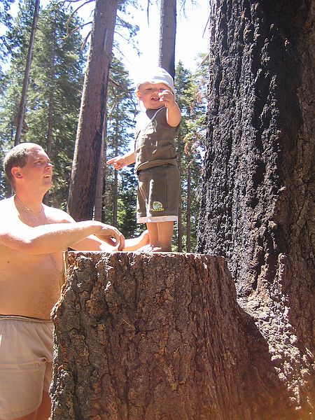 Mariposa Grove, Yosemite Nationalpark