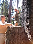 Mariposa Grove, Yosemite Nationalpark