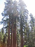 Kings Canyon national park, her var trerne endnu hjere og strre...