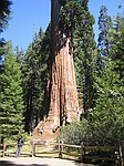 General Grant Tree, Nationens juletr mm. Kings Canyon national park