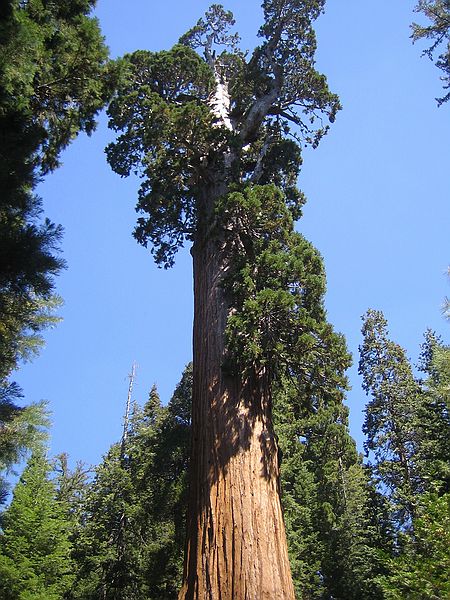 Kings Canyon national park