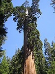 Kings Canyon national park