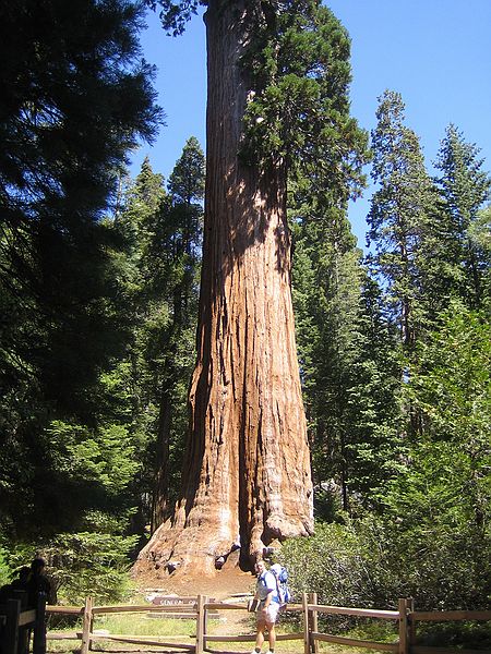 Kings Canyon national park