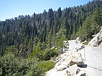 Giant Seqouia national park