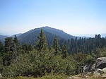 Giant Seqouia national park