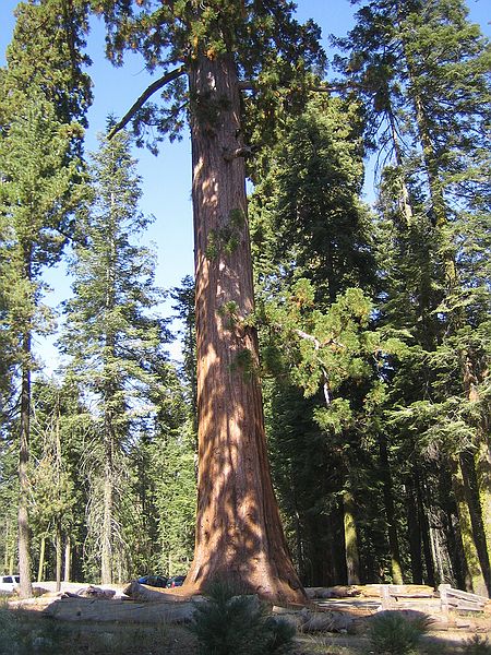 Giant Seqouia national park- det var her de ALLERstrste trer var !