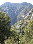 Giant Seqouia national park