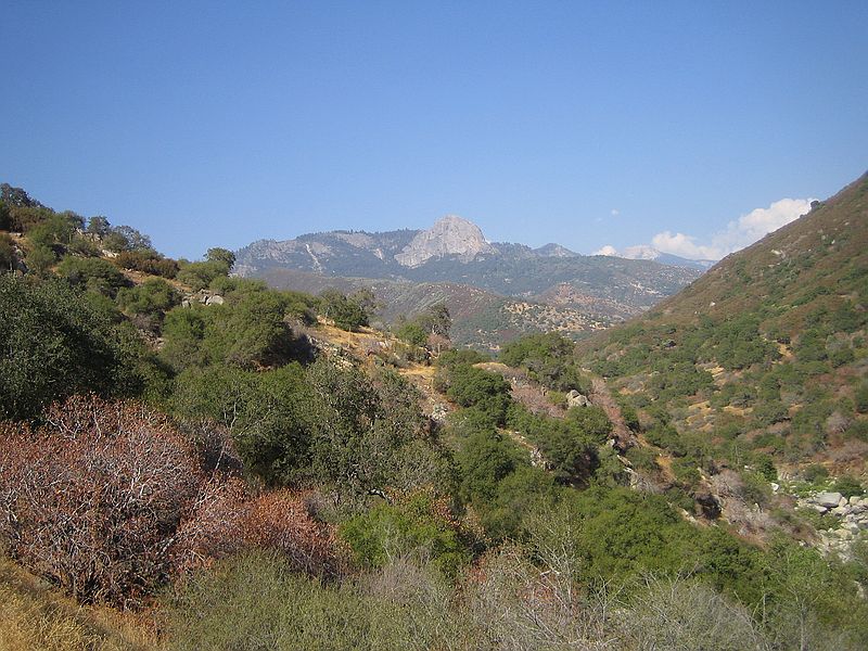 Giant Seqouia national park